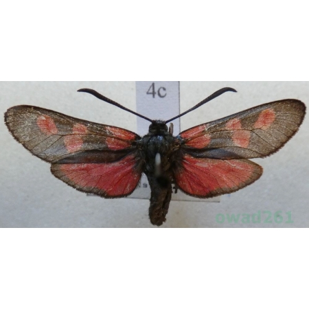 Zygaena trifolii (Esper, 1783) Kraśnik pięcioplamek Czech4c